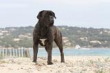 CANE CORSO 633